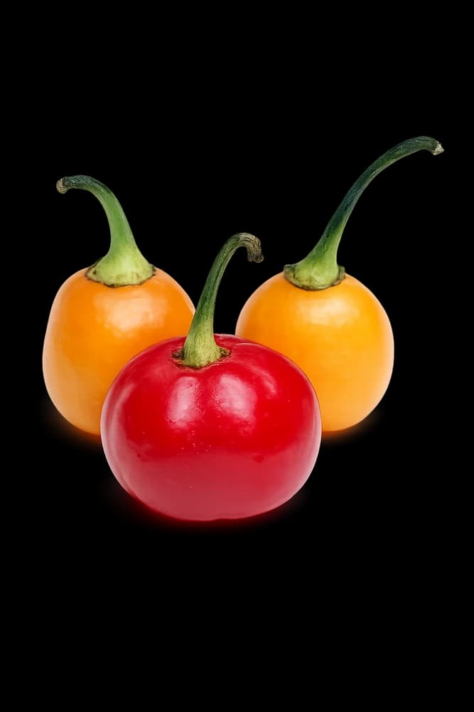 Pimenta Bode
