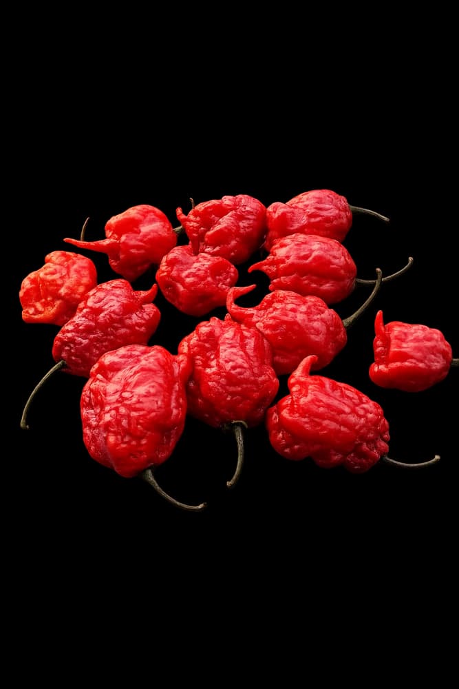 Pimenta Scorpion